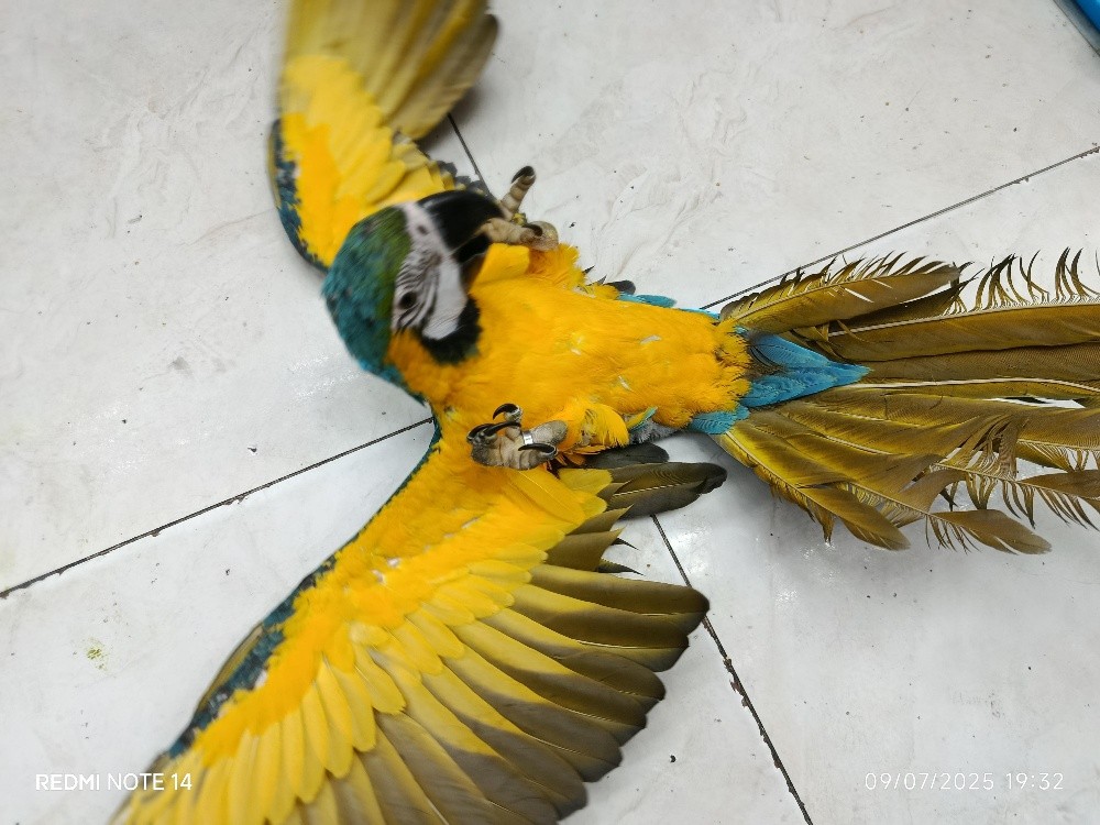BLUE GOLD MACAW - 5