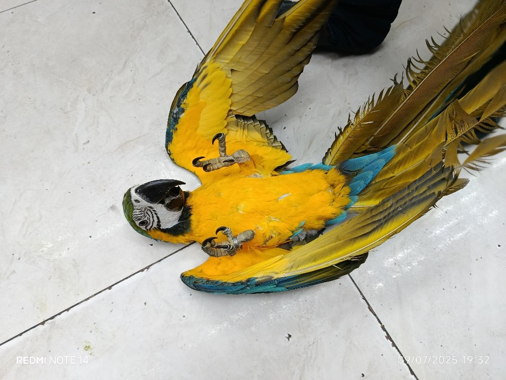 BLUE GOLD MACAW - 2