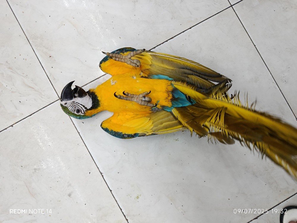 BLUE GOLD MACAW - 6