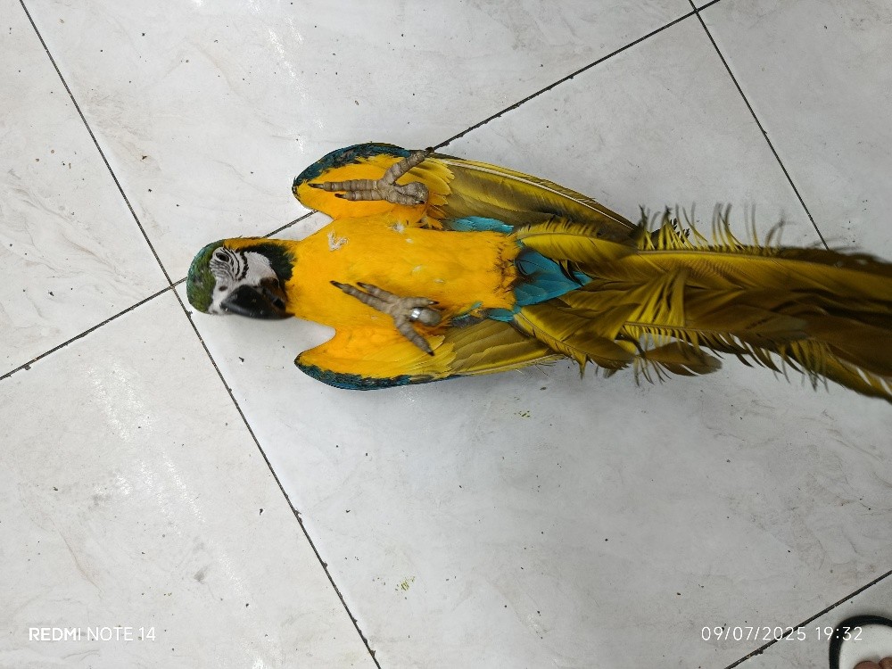 BLUE GOLD MACAW - 7