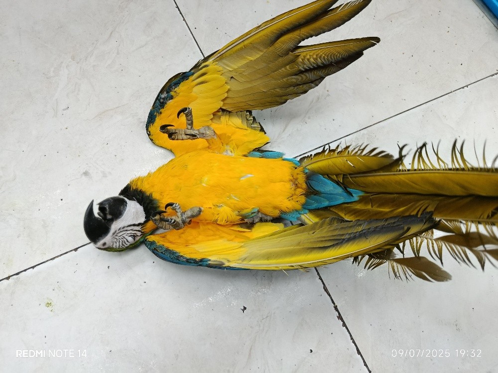 BLUE GOLD MACAW - 4
