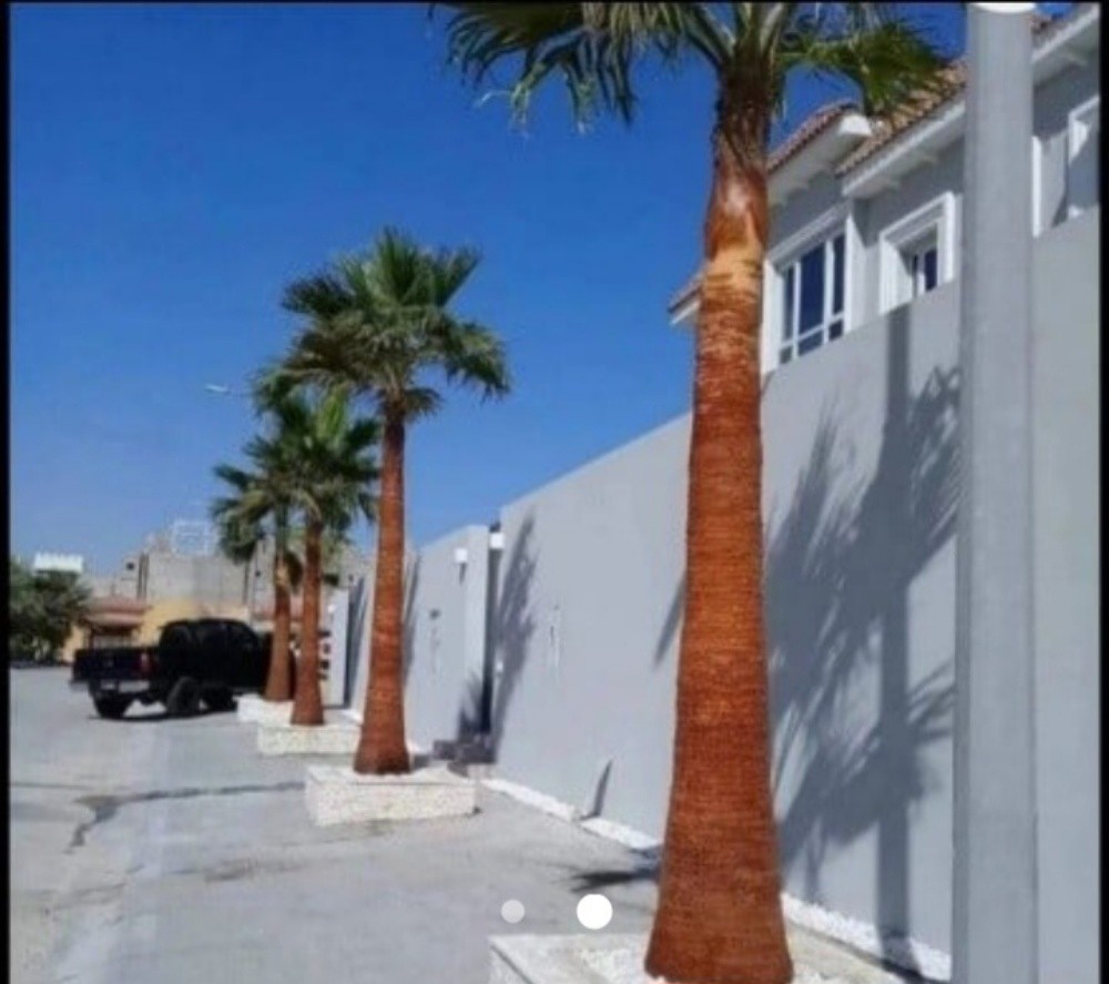 نخيل للبيع - 3