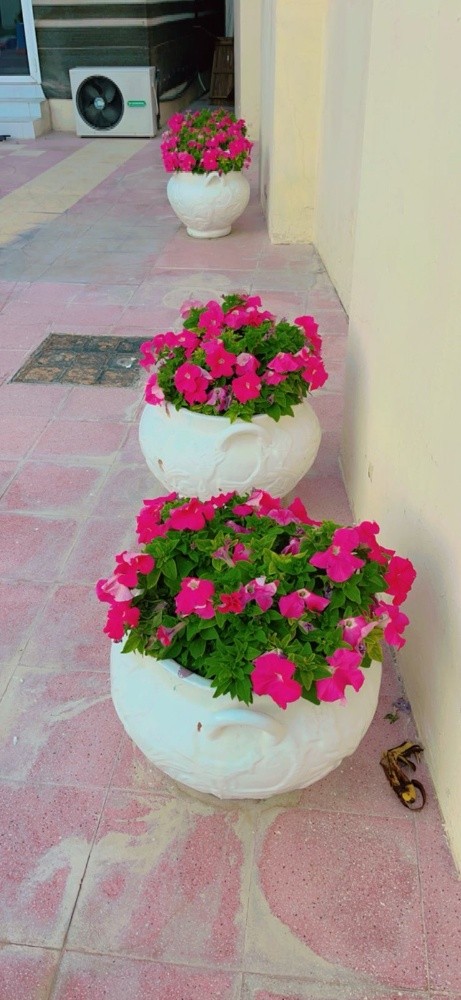زراعه الحدائق - 7