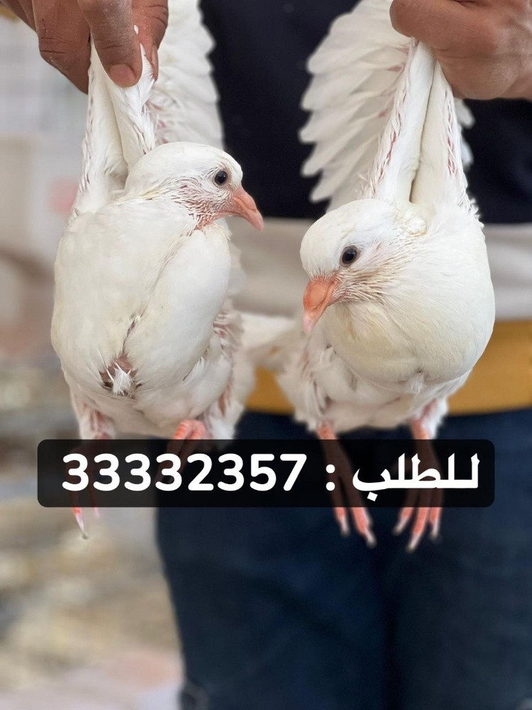 زغاليل فل فل شحم - 1