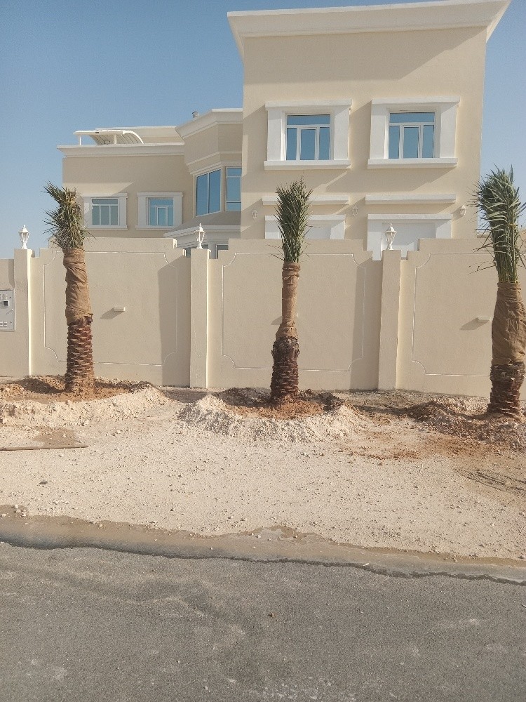 تركيب النخل الزينه وشنتني والمثمر - 2