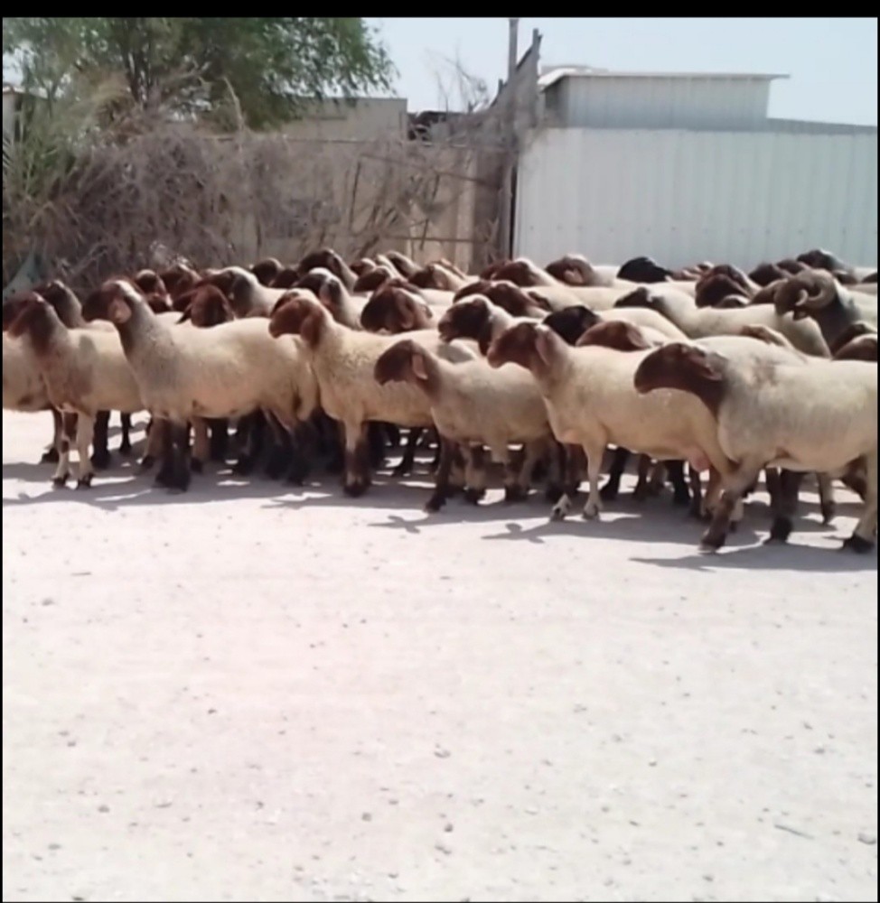 نشتري غنم صنف - 2