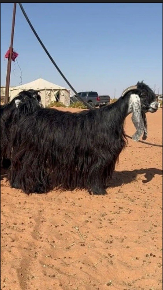 نشتري غنم صنف - 3