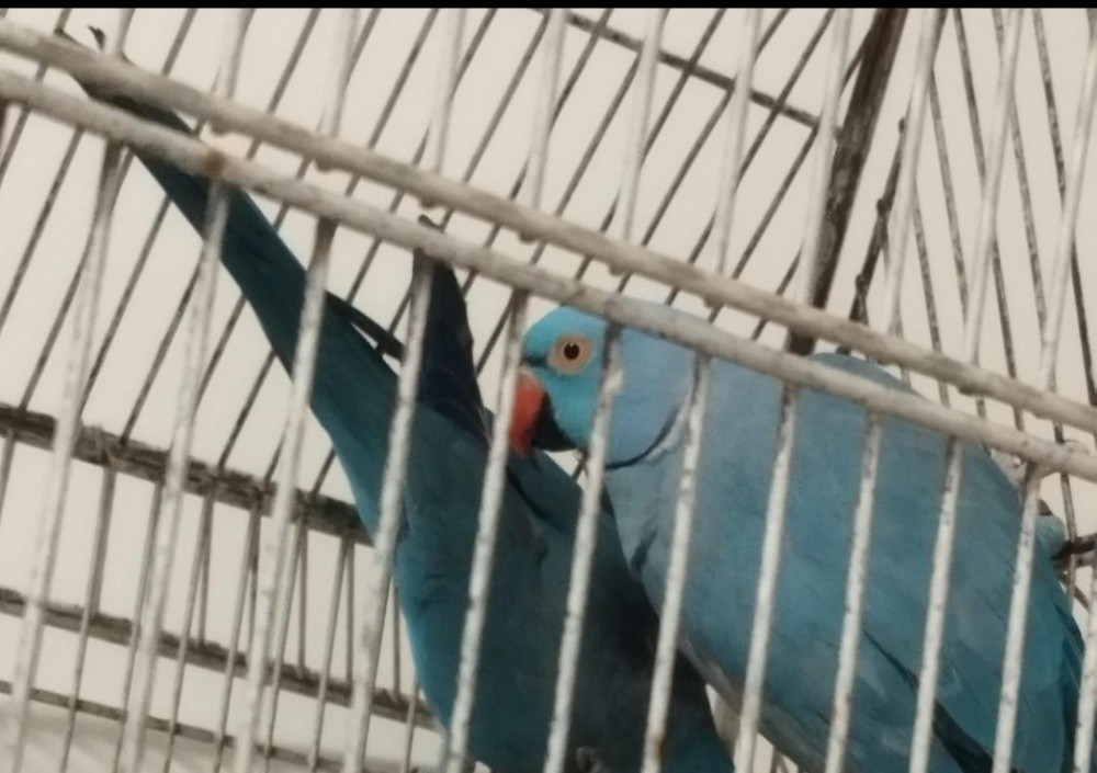 ازواج دره منتجين - 1
