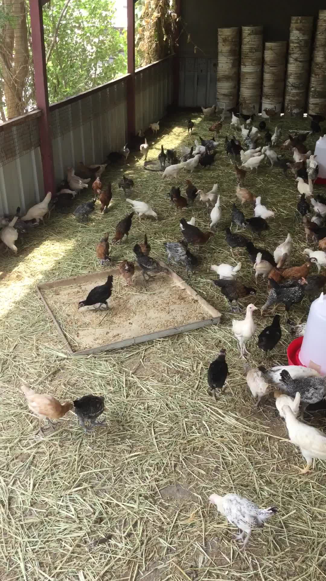 chicken - 1