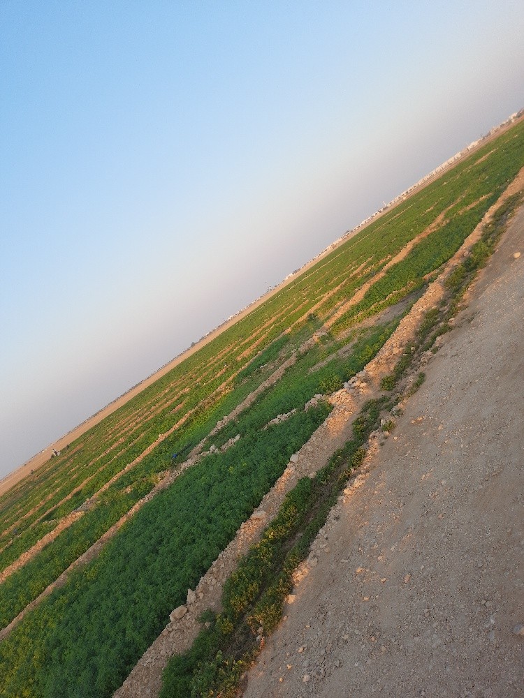 زراعه الجت والخضار - 12
