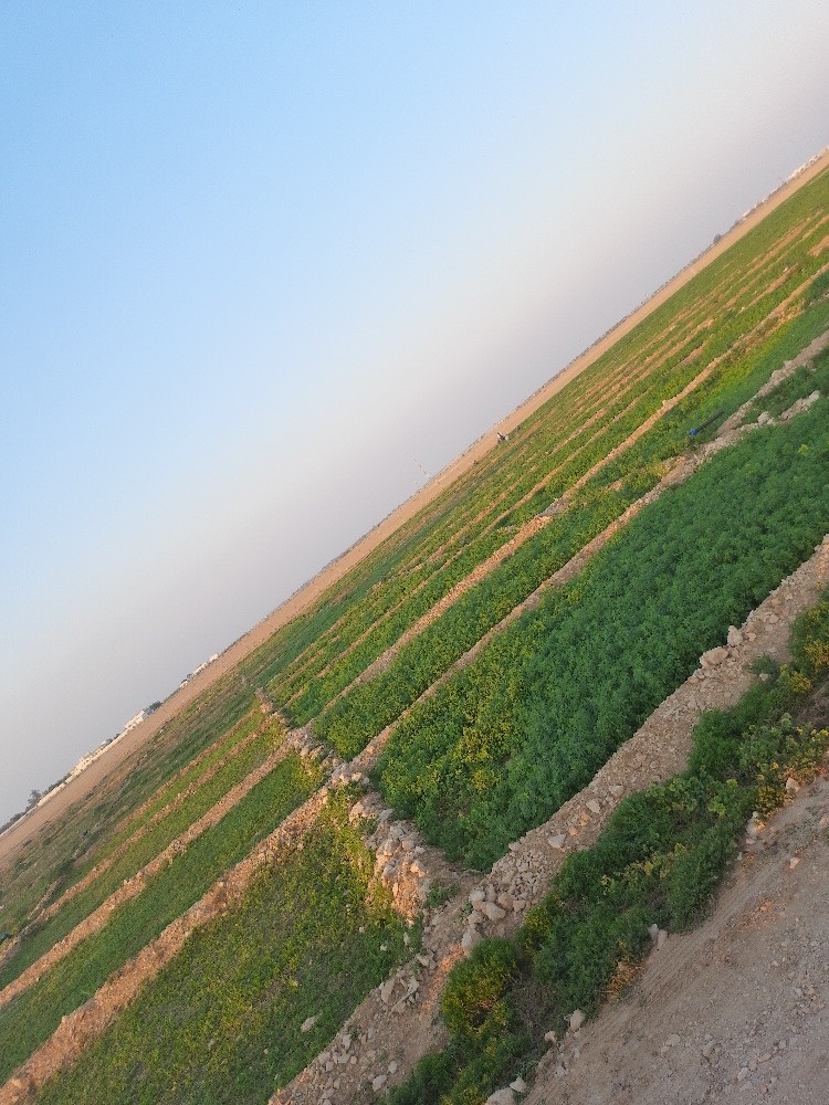 زراعه الجت والخضار - 19