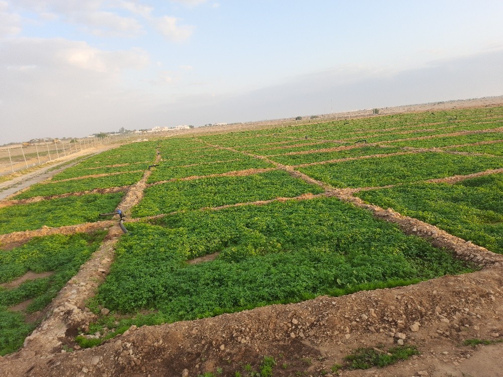 زراعه الجت والخضار - 22