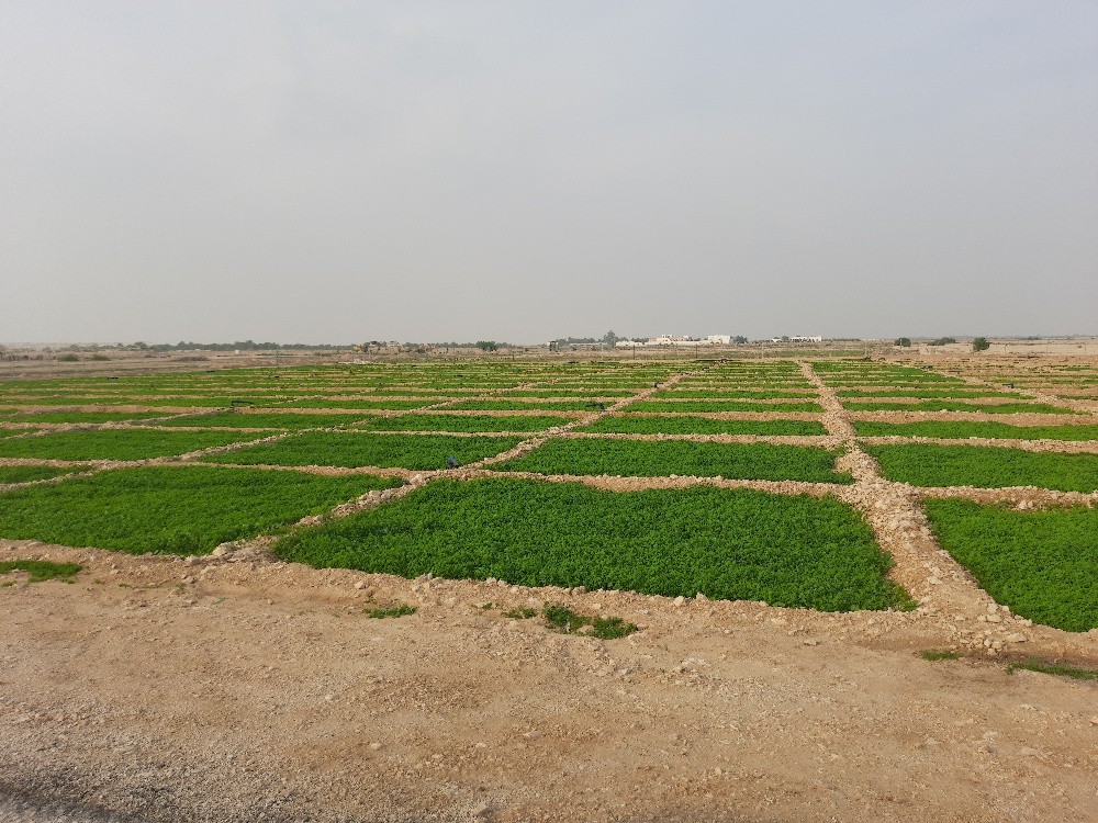 زراعه الجت والخضار - 16