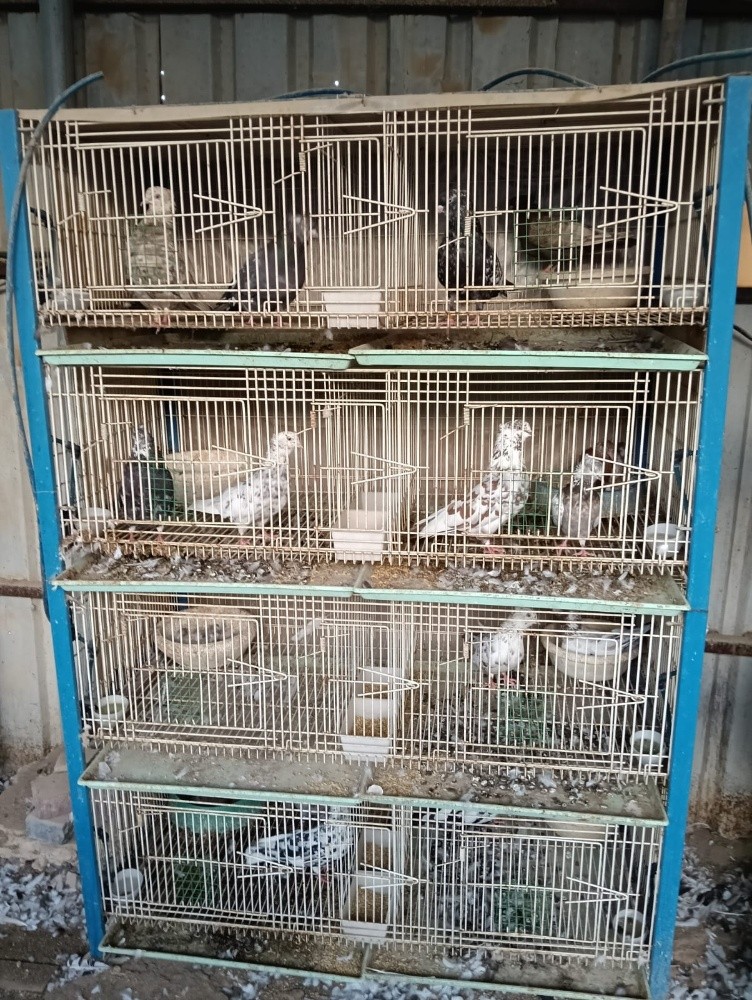 محاكر - 4