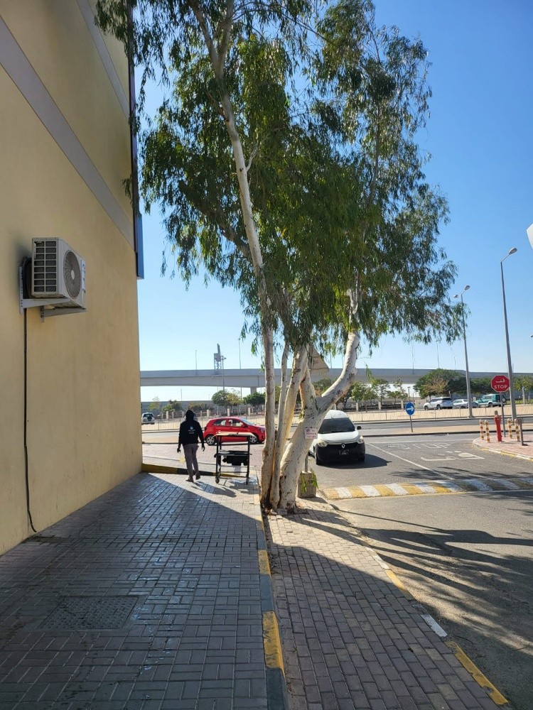 المنصورى - 2