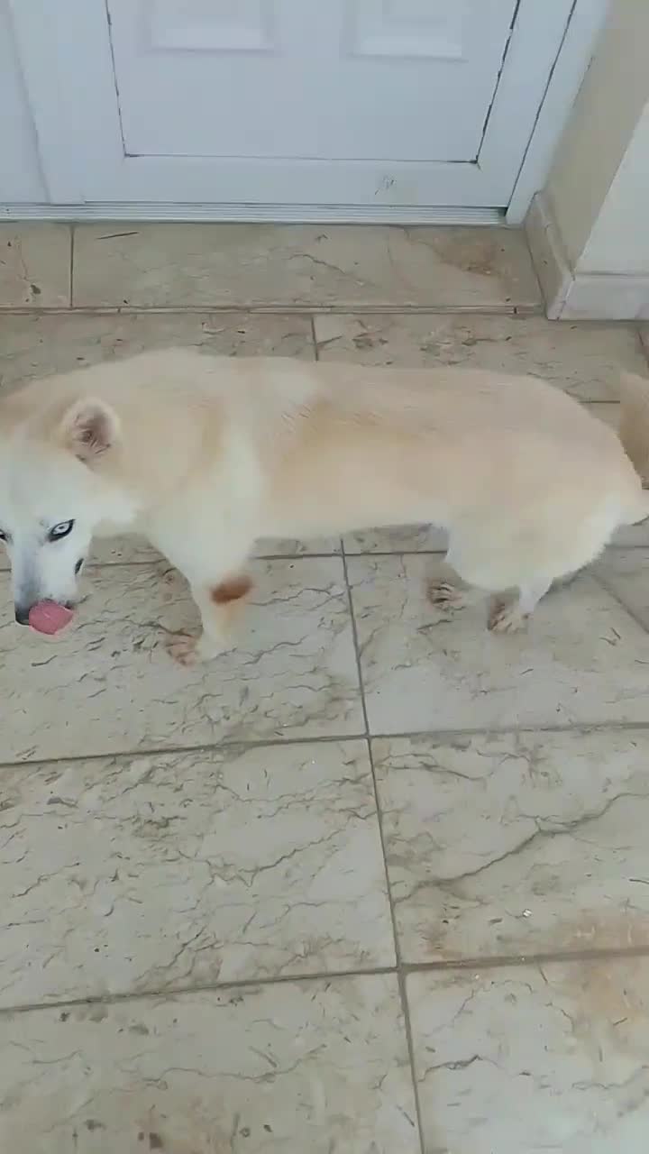 Husky for sale - 1