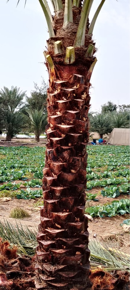 مهندس زراعي - 2