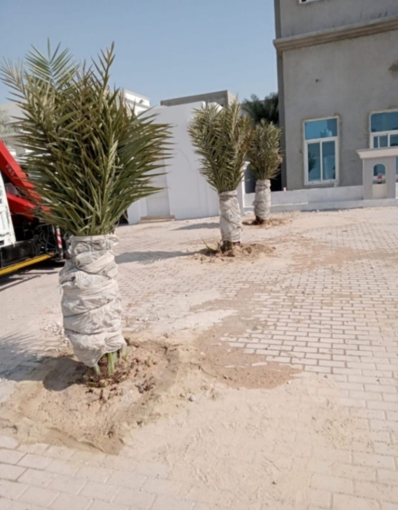 نخيل للبيع - 2