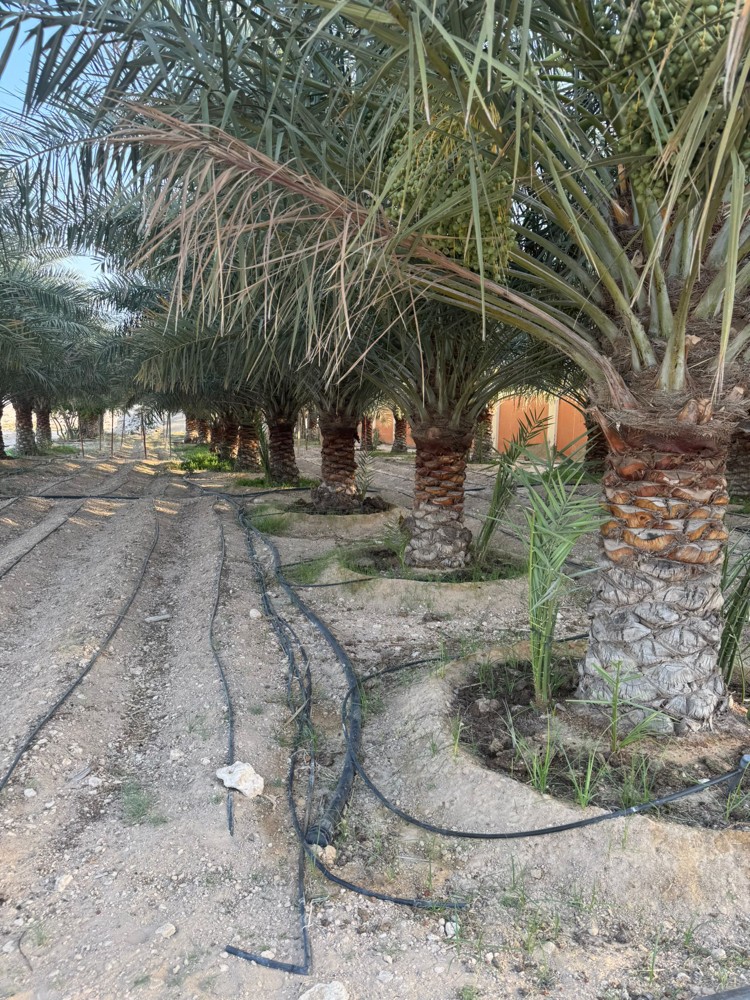 جميع انواع النخل  - 3