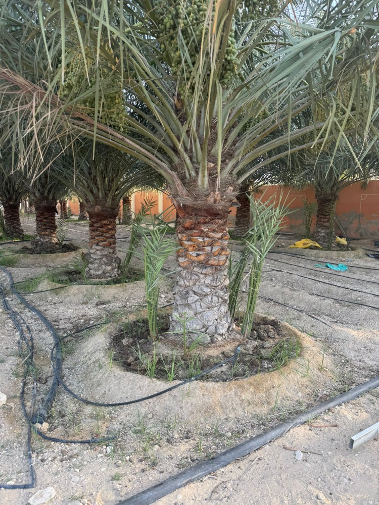 جميع انواع النخل  - 2