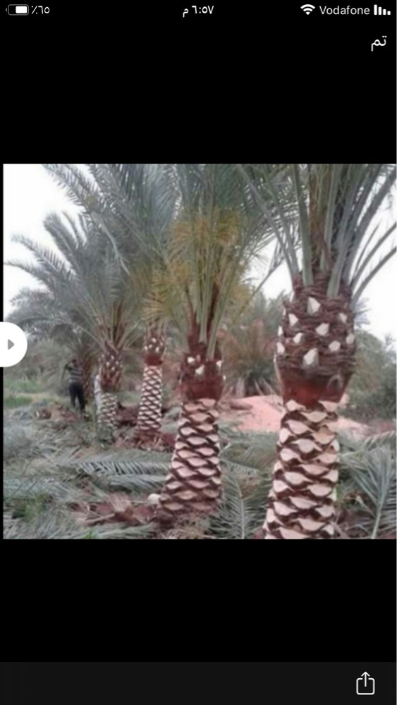 قطع الا شجاره ونقل النخيل - 3