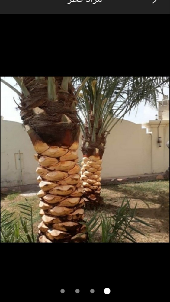 قطع الا شجاره ونقل النخيل - 2