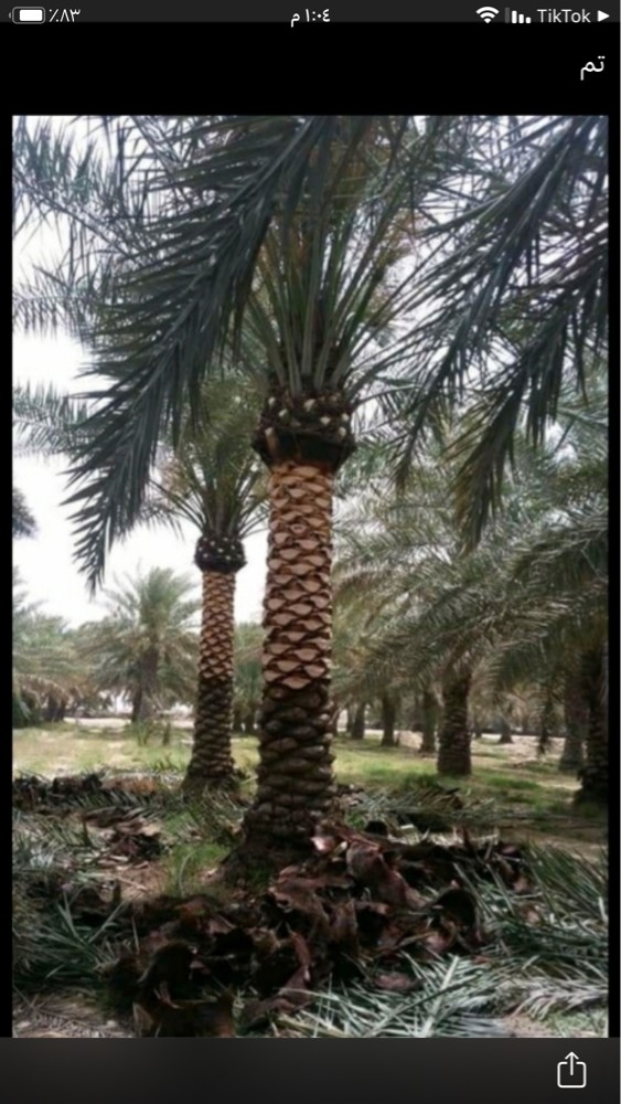 تكريب النخيل قص الحشائش - 1
