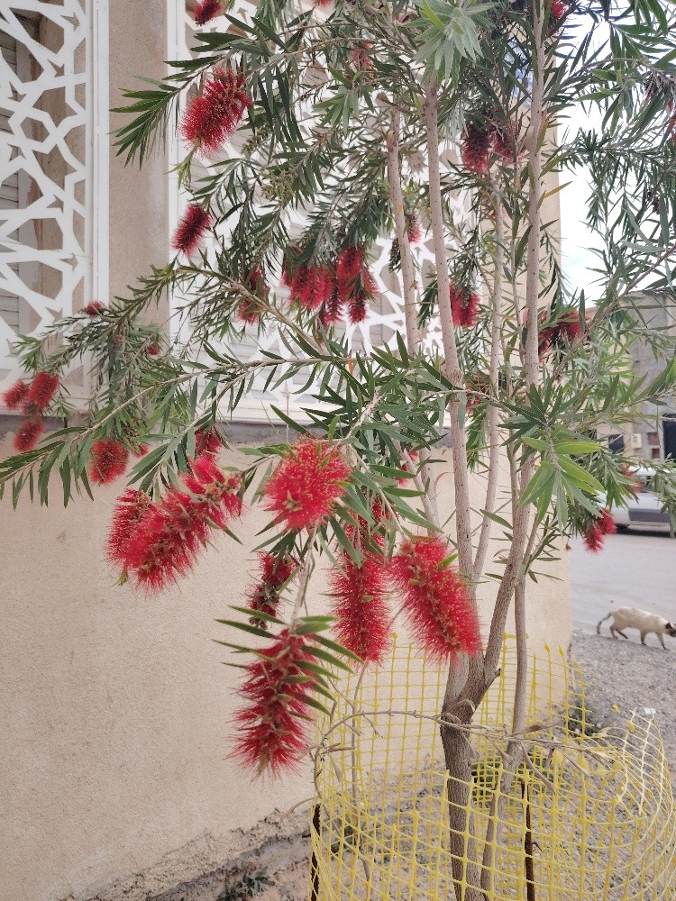 عبدالرحمان زراعة - 3