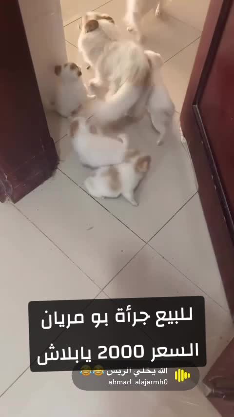 برميان  - 1