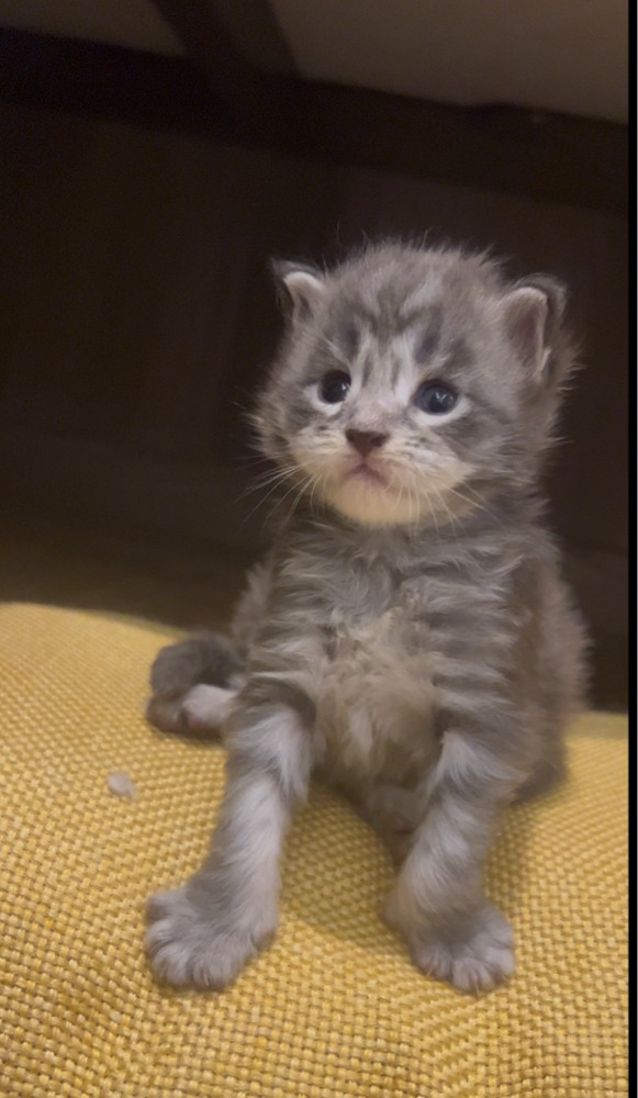 Maine coon - 3