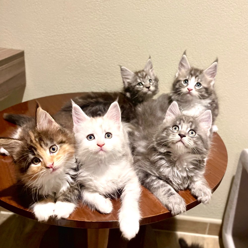 Maine coon - 8
