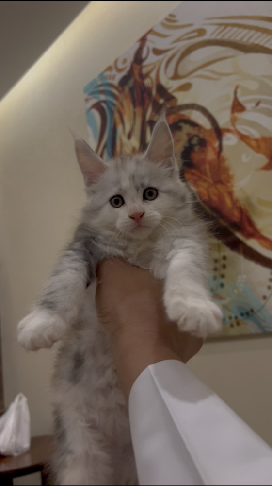 Maine coon - 1