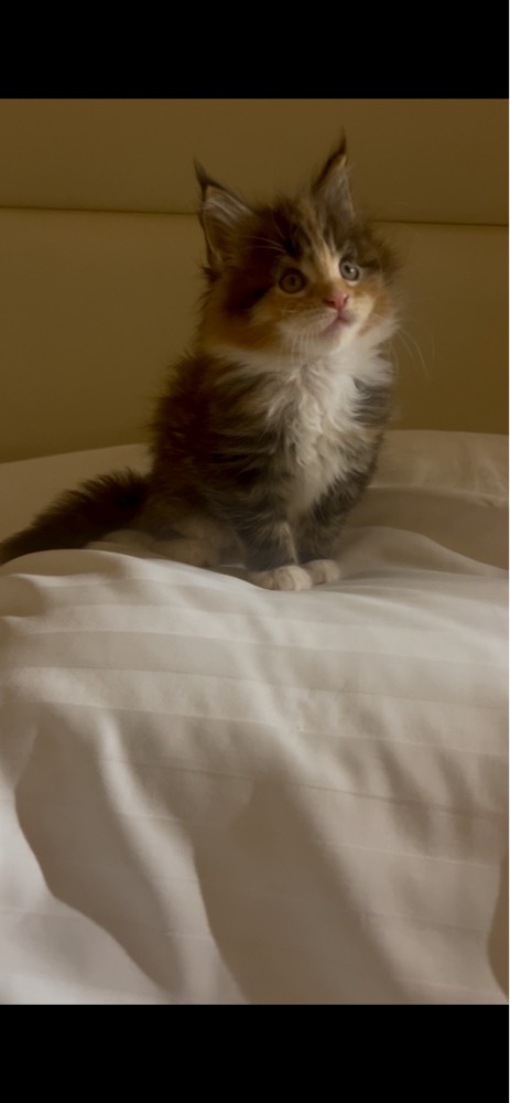 Maine coon - 7