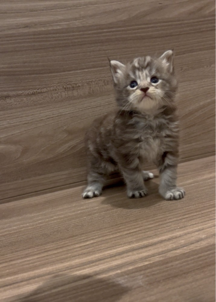 Maine coon - 6