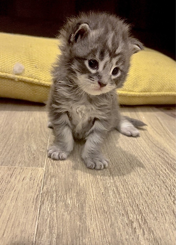 Maine coon - 4