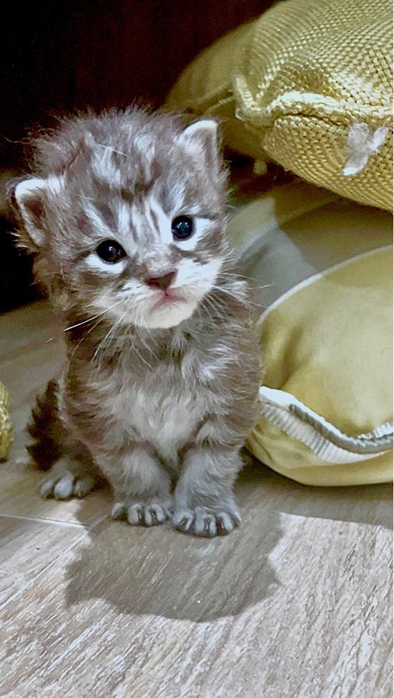 Maine coon - 5