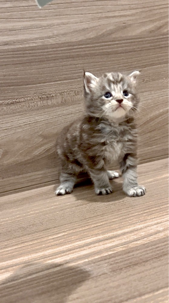 Maine coon - 2