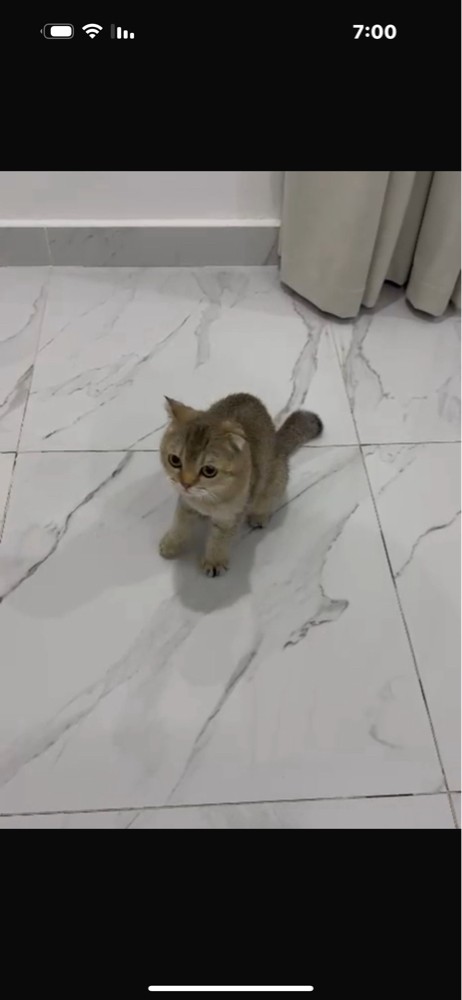 سكوتش فولد - 3