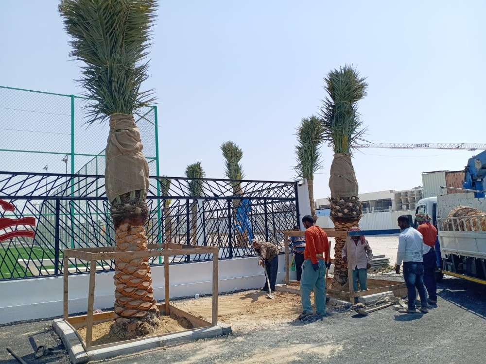 نخل للبيع - 1
