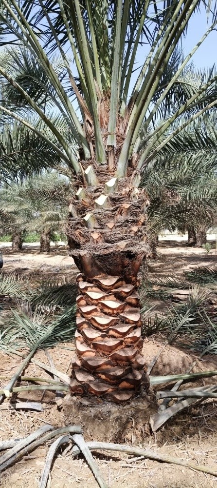 الحدائق - 21