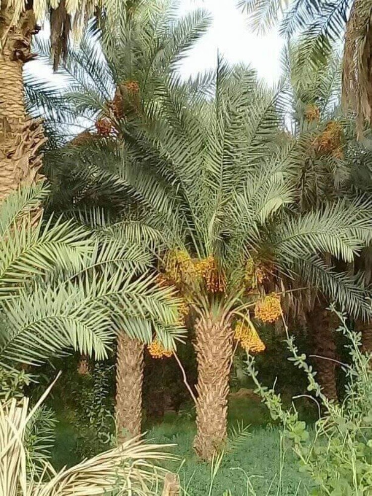 تنسيق الحدائق المنزليه - 28