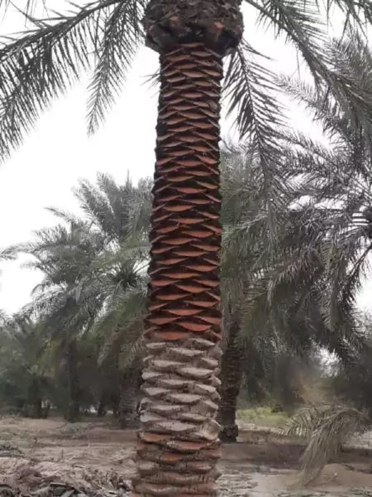 تنسيق الحدائق المنزليه - 29