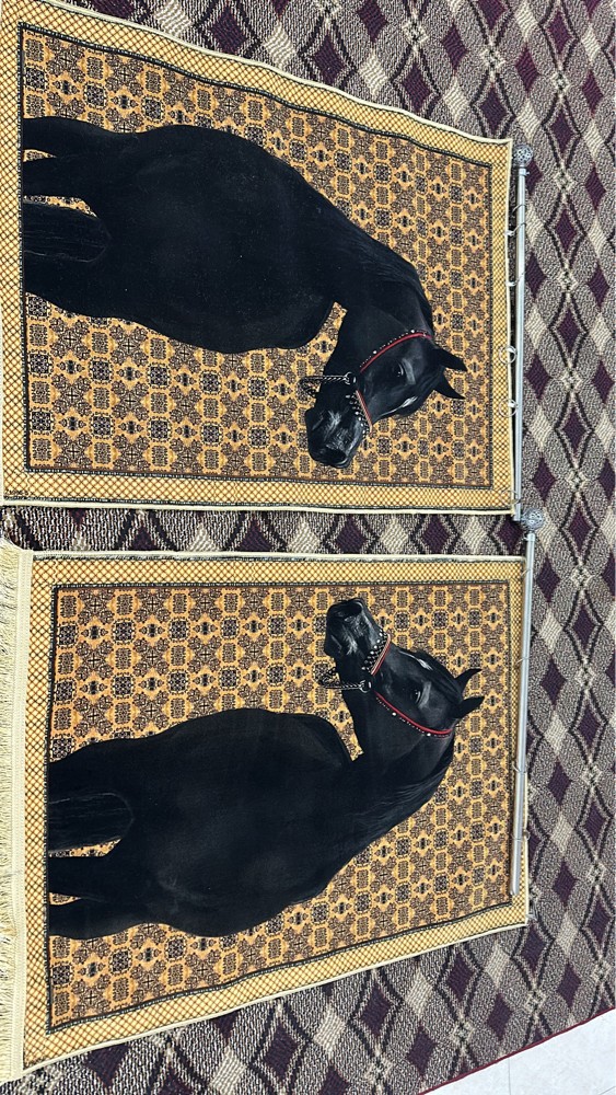 سجاده جداريه - 2