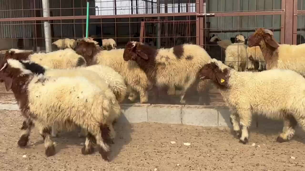 خرفان بلديه طيبه - 2