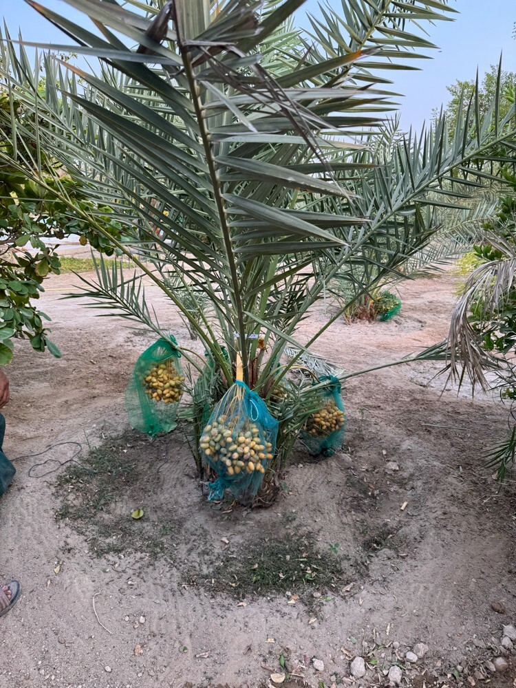 Premium Khalas Palm Trees - 9