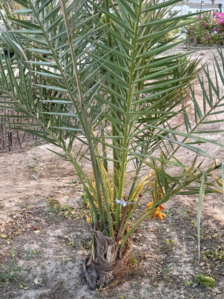 Premium Khalas Palm Trees - 3