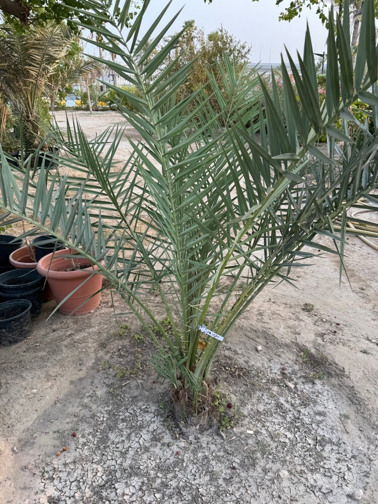 Premium Khalas Palm Trees - 8