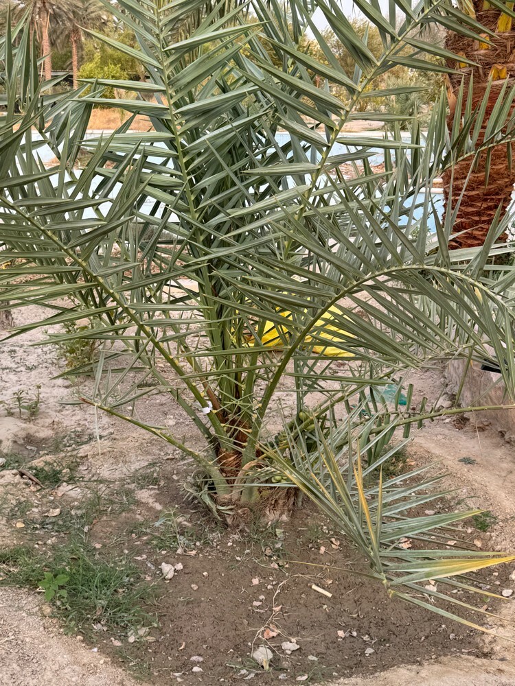 Premium Khalas Palm Trees - 2