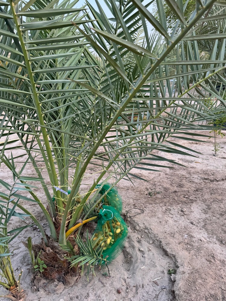 Premium Khalas Palm Trees - 10