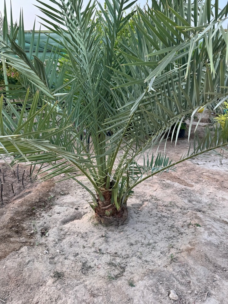 Premium Khalas Palm Trees - 5
